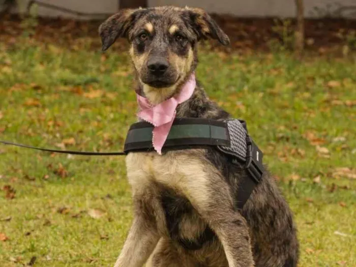 Cachorro ra a Sem Raça Definida  idade 1 ano nome Lila