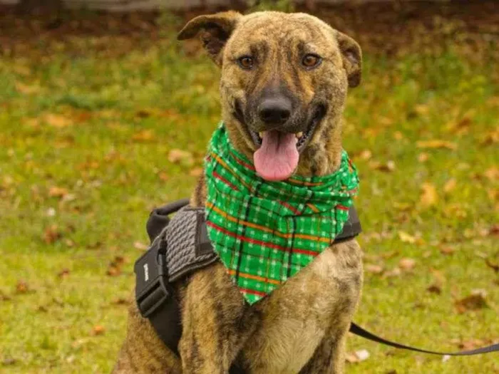 Cachorro ra a Sem Raça Definida  idade 1 ano nome Tigre