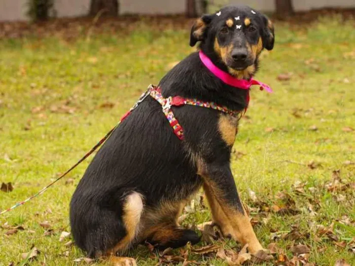 Cachorro ra a Sem Raça Definida  idade 1 ano nome Nina