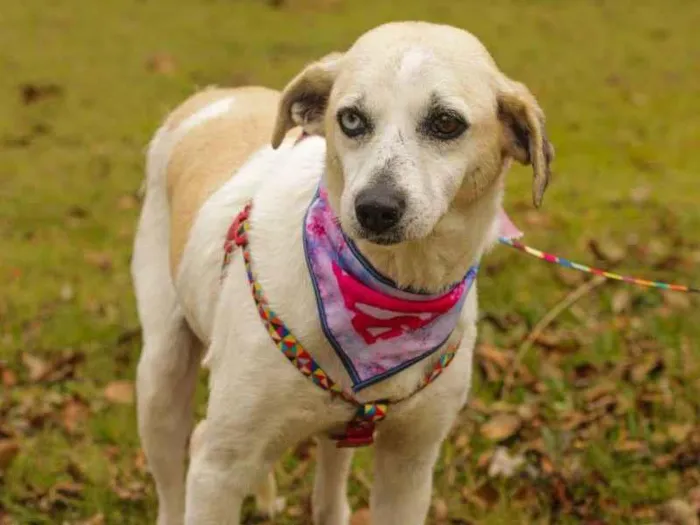 Cachorro ra a Sem Raça Definida  idade 3 anos nome Sandy