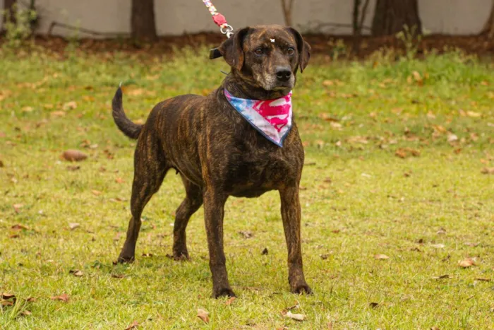 Cachorro ra a Sem Raça Definida  idade 2 anos nome Tigresa