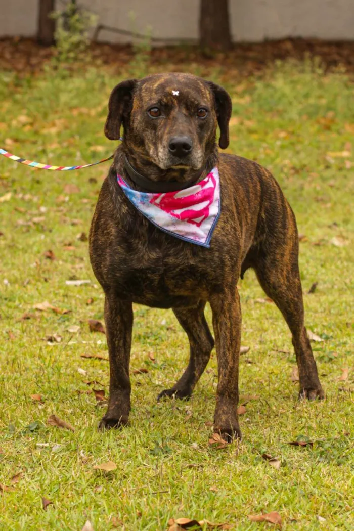 Cachorro ra a Sem Raça Definida  idade 2 anos nome Tigresa