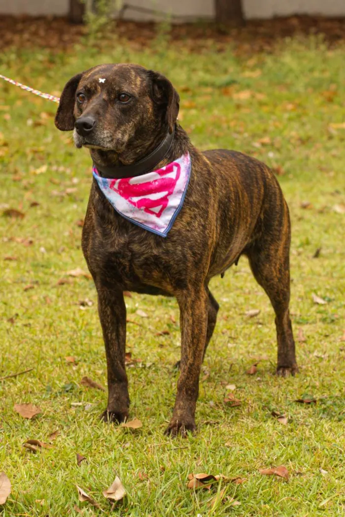 Cachorro ra a Sem Raça Definida  idade 2 anos nome Tigresa