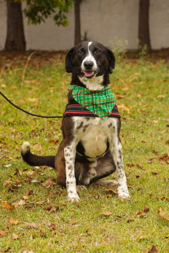 Cachorro ra a Sem Raça Definida  idade 3 anos nome Negão