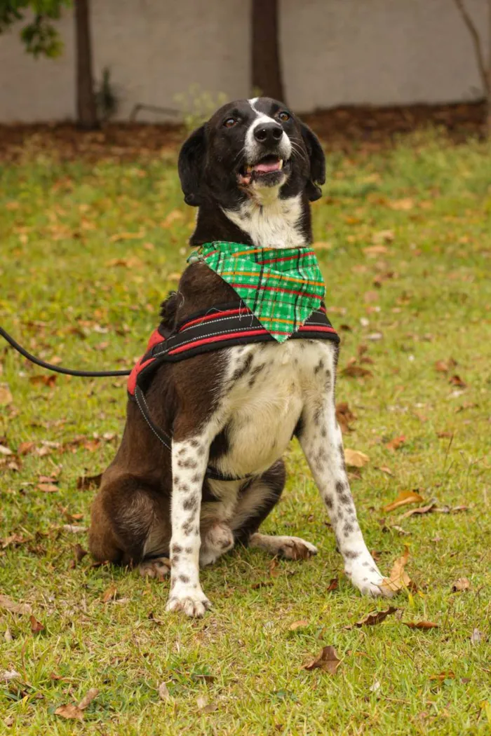 Cachorro ra a Sem Raça Definida  idade 3 anos nome Negão