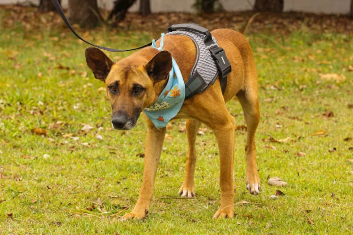 Cachorro ra a Sem Raça Definida  idade 2 anos nome Scooby