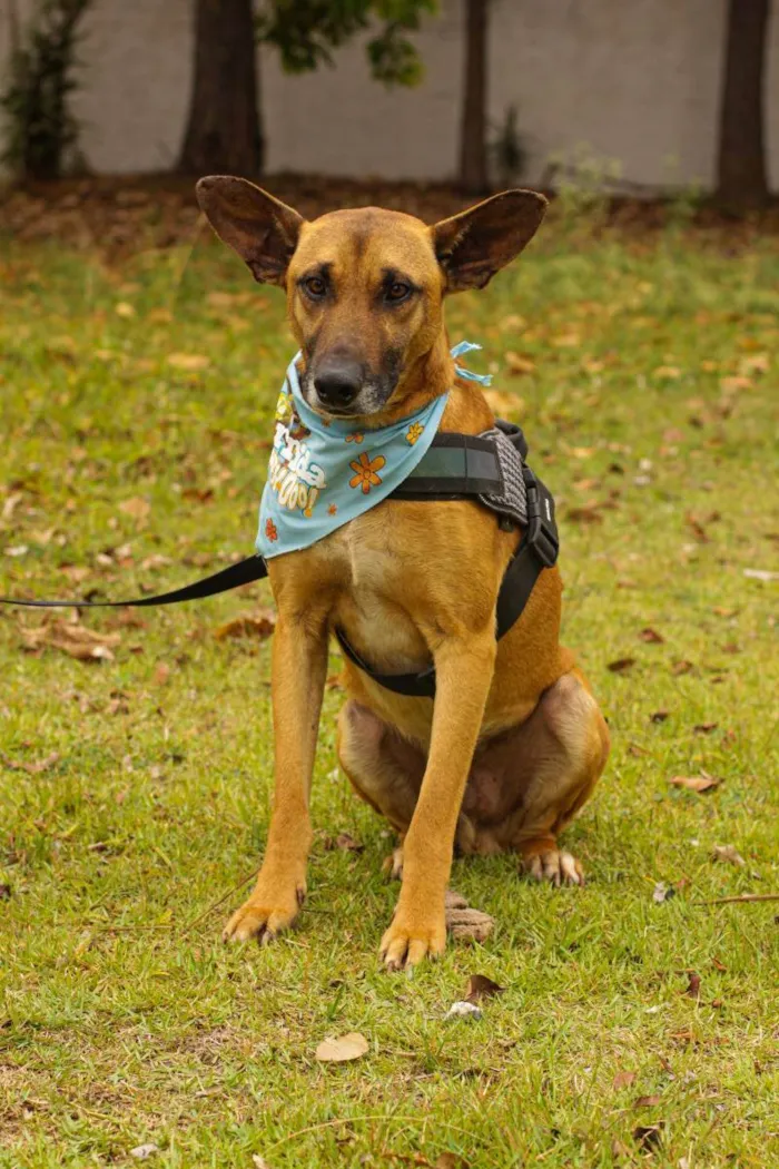 Cachorro ra a Sem Raça Definida  idade 2 anos nome Scooby