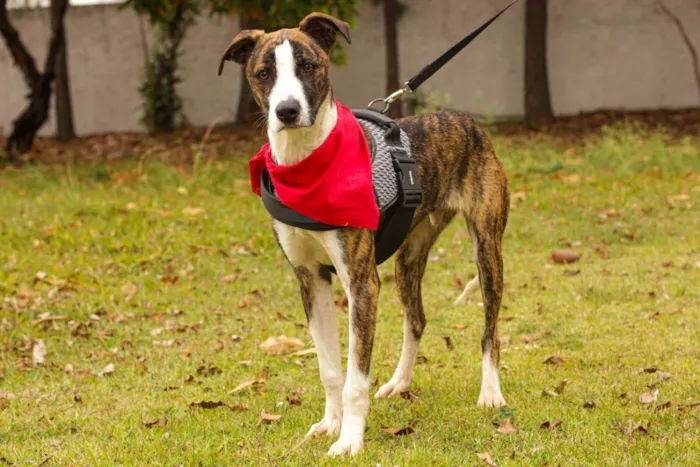 Cachorro ra a Sem Raça Definida  idade 1 ano nome Marcelo