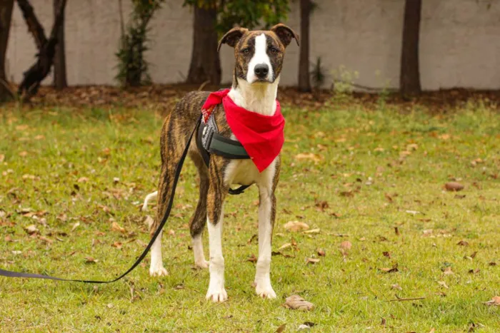 Cachorro ra a Sem Raça Definida  idade 1 ano nome Marcelo