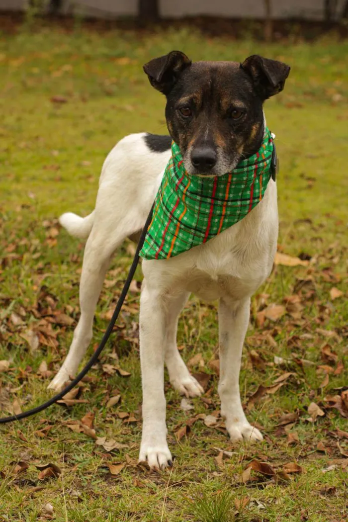 Cachorro ra a Sem Raça Definida  idade 2 anos nome Stanley