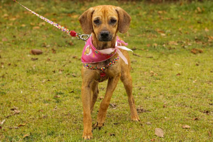 Cachorro ra a Sem Raça Definida  idade 1 ano nome Sereia