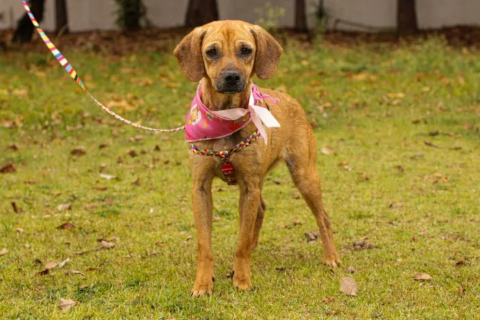 Cachorro ra a Sem Raça Definida  idade 1 ano nome Sereia