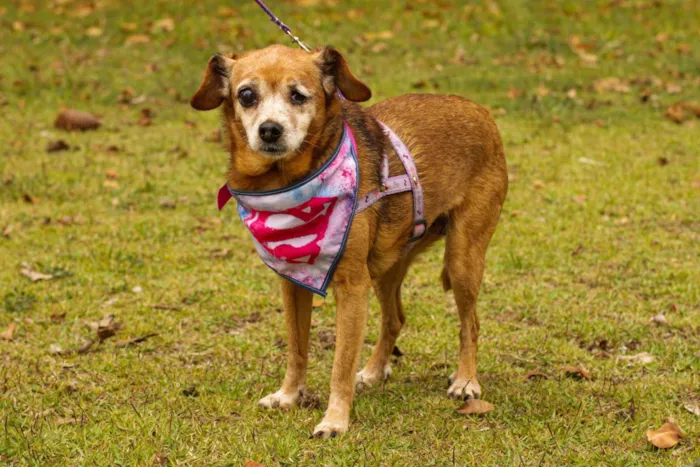 Cachorro ra a Sem Raça Definida  idade 6 ou mais anos nome Lilica