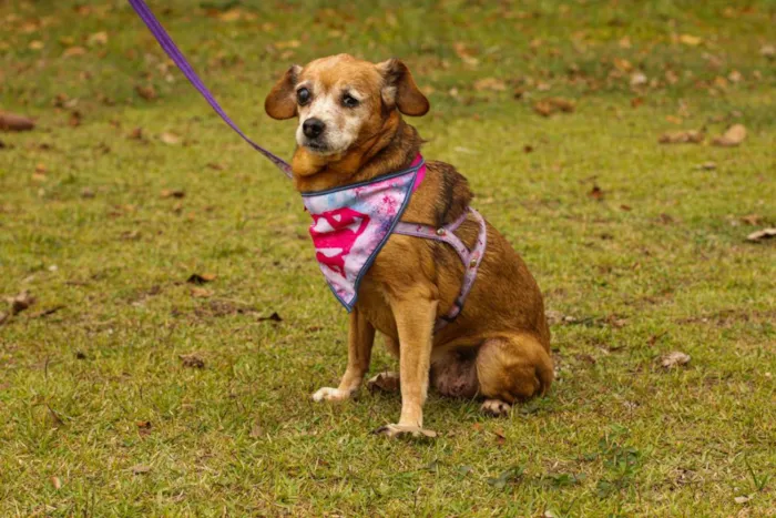 Cachorro ra a Sem Raça Definida  idade 6 ou mais anos nome Lilica