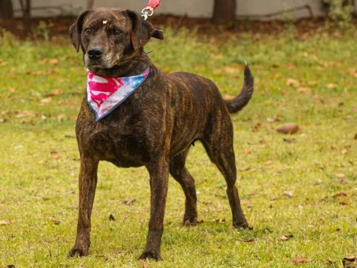 Cachorro ra a Sem Raça Definida  idade 2 anos nome Tigresa