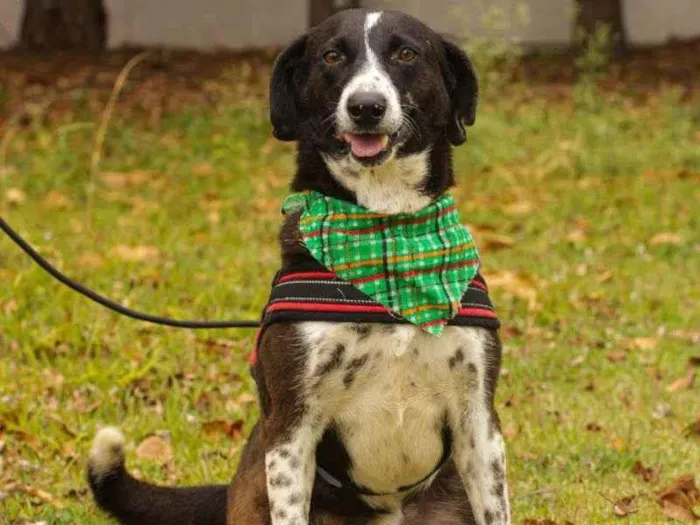 Cachorro ra a Sem Raça Definida  idade 3 anos nome Negão