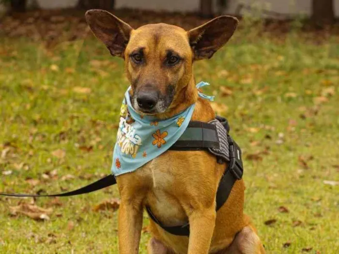 Cachorro ra a Sem Raça Definida  idade 2 anos nome Scooby