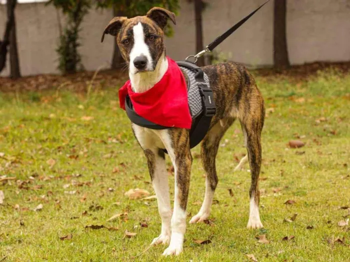 Cachorro ra a Sem Raça Definida  idade 1 ano nome Marcelo