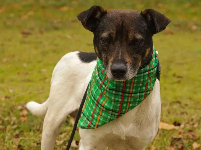 Cachorro ra a Sem Raça Definida  idade 2 anos nome Stanley