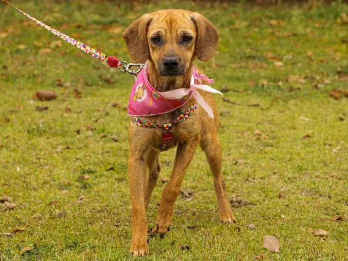 Cachorro ra a Sem Raça Definida  idade 1 ano nome Sereia