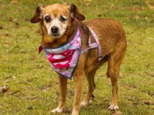 Cachorro raça Sem Raça Definida  idade 6 ou mais anos nome Lilica