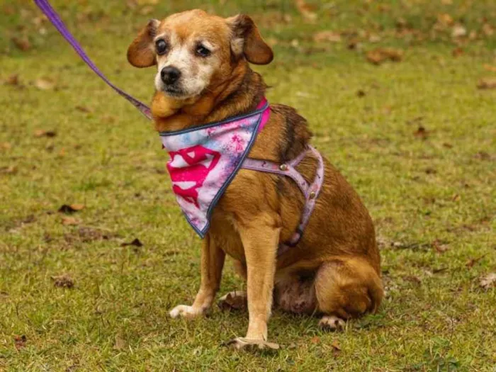 Cachorro ra a Sem Raça Definida  idade 6 ou mais anos nome Lilica