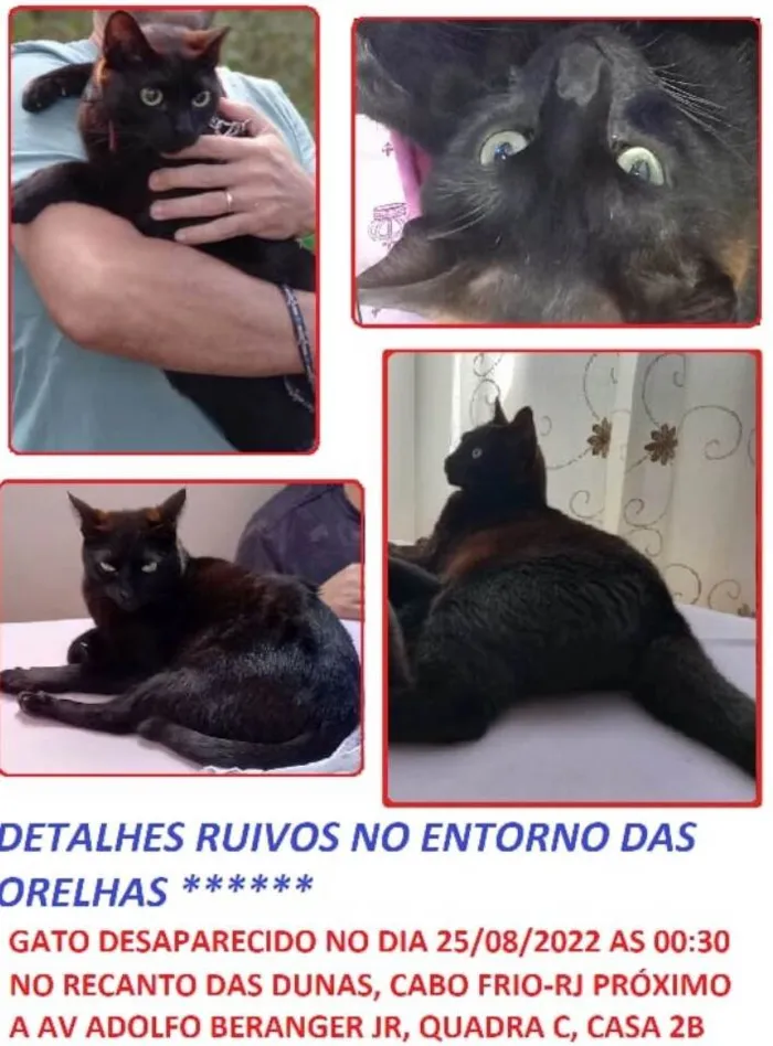 Gato ra a Sem raça definida idade 2 anos nome Veludo