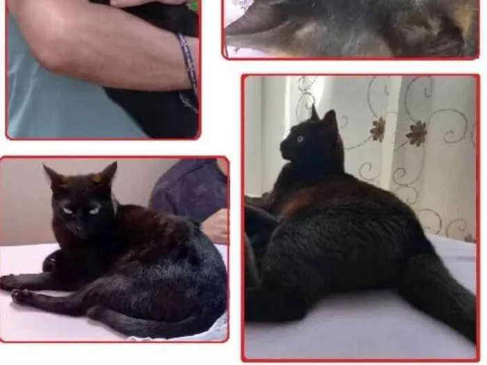 Gato ra a Sem raça definida idade 2 anos nome Veludo