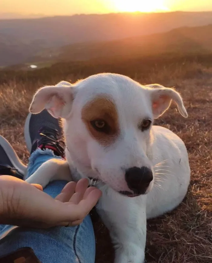 Cachorro ra a Vira lata idade 2 anos nome Princesa