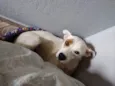 Princesa