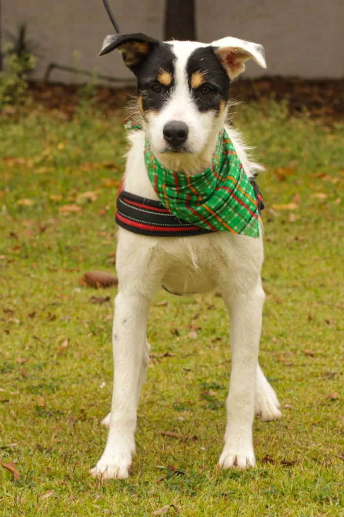 Cachorro ra a Sem Raça Definida  idade 2 anos nome Joaquim