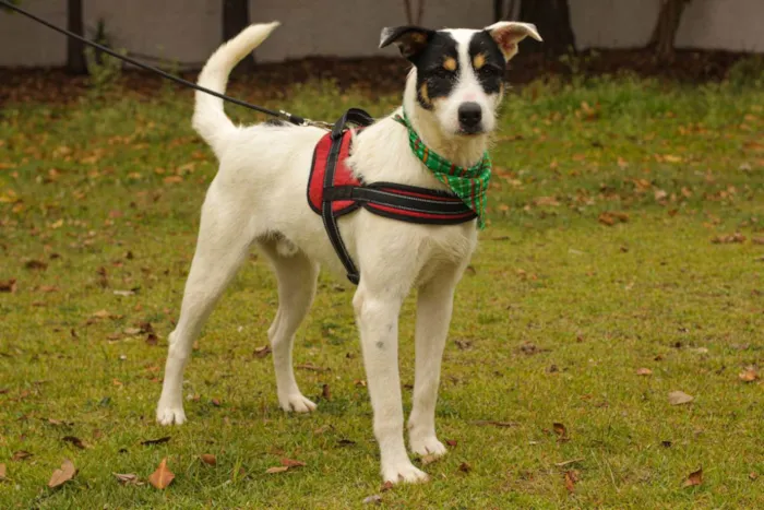 Cachorro ra a Sem Raça Definida  idade 2 anos nome Joaquim