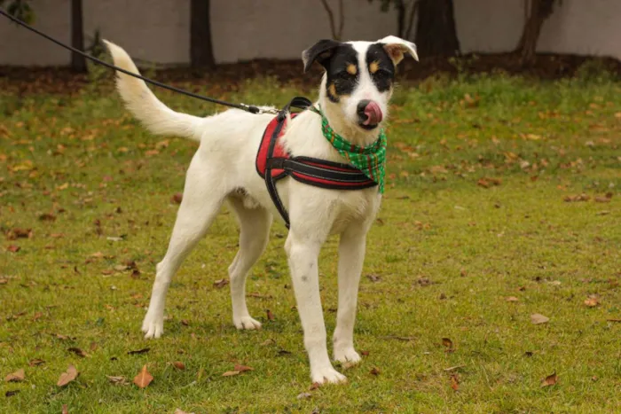 Cachorro ra a Sem Raça Definida  idade 2 anos nome Joaquim