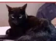 Veludo