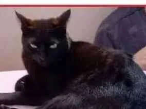 Gato raça Sem raça definida idade 2 anos nome Veludo