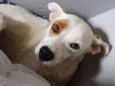 Princesa