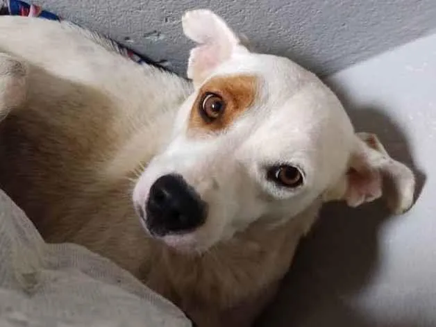 Cachorro ra a Vira lata idade 2 anos nome Princesa