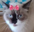 Nina 