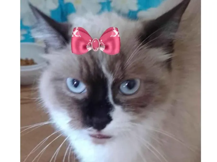 Gato ra a Mestiça  idade 2 a 6 meses nome Nina 