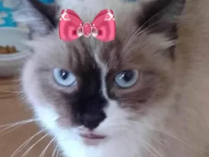 Gato raça Mestiça  idade 2 a 6 meses nome Nina 