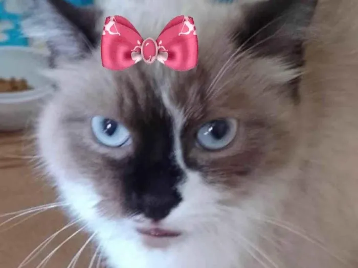 Gato ra a Mestiça  idade 2 a 6 meses nome Nina 