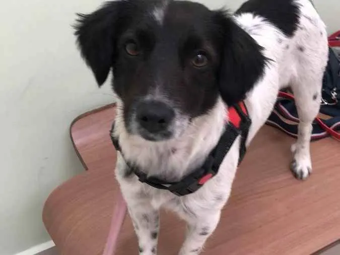 Cachorro raça srd idade 1 ano nome Nala