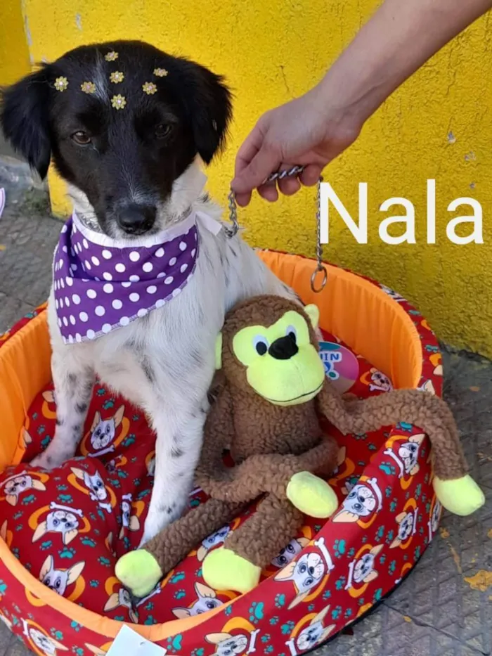 Cachorro raça srd idade 1 ano nome Nala