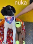 Cachorro raça srd idade 2 a 6 meses nome Nuka
