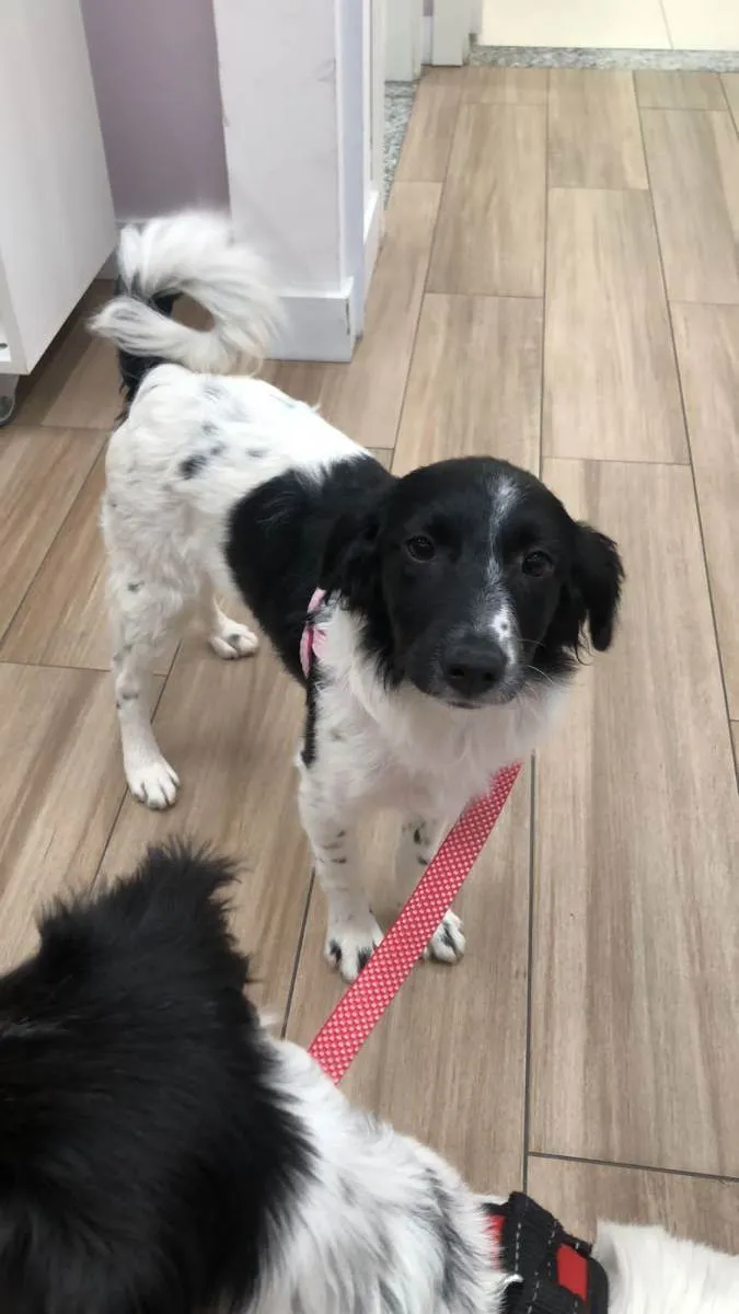 Cachorro raça srd idade 2 a 6 meses nome Nuka