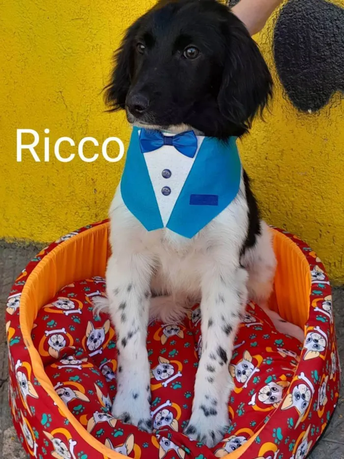 Cachorro raça srd idade 2 a 6 meses nome Ricco
