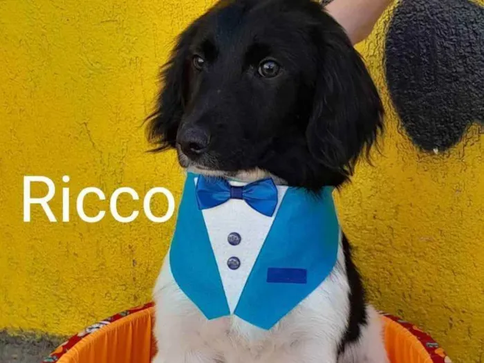 Cachorro raça srd idade 2 a 6 meses nome Ricco