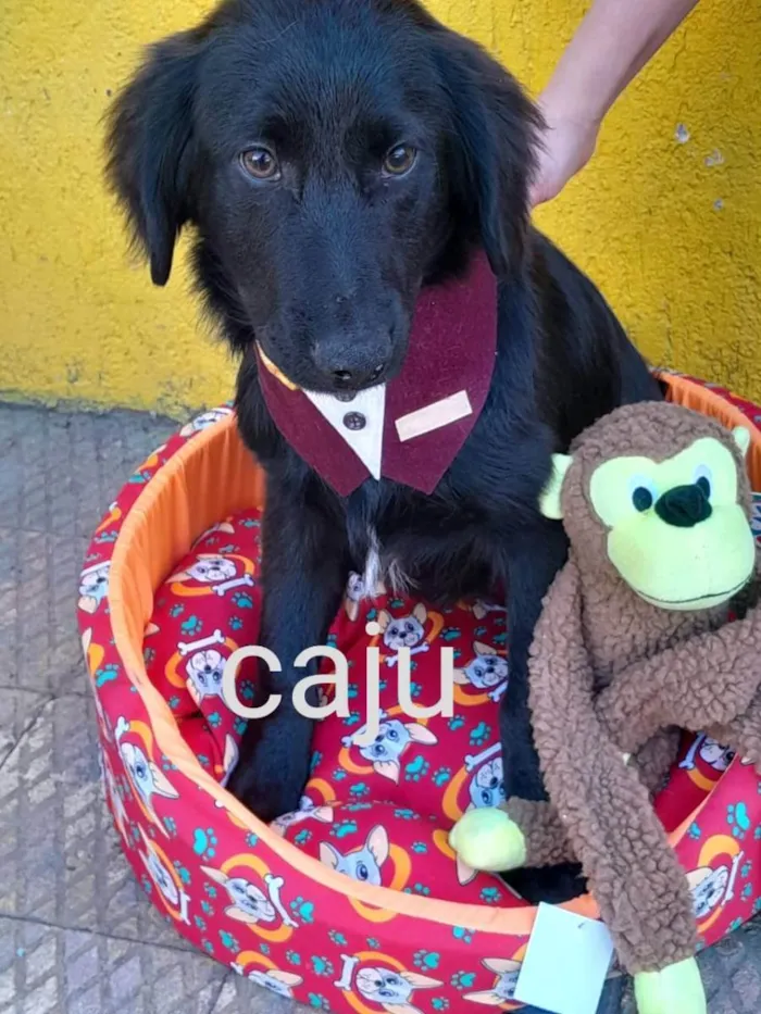 Cachorro raça srd idade 2 a 6 meses nome Caju