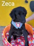 Zeca