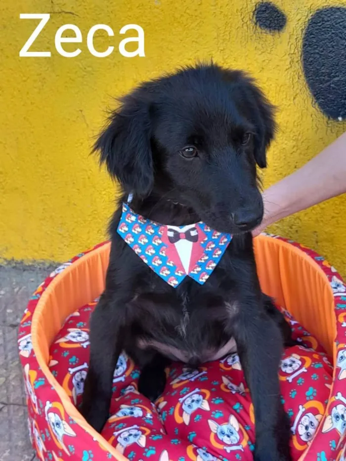 Cachorro raça srd idade  nome Zeca